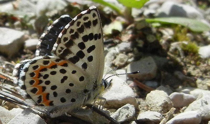 Scolitantides orion (m.) Lycaenidae.........dal Trentino